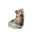 柴犬 小次郎クン（個別スタンプ：8）