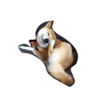 柴犬 小次郎クン（個別スタンプ：10）