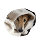 柴犬 小次郎クン（個別スタンプ：13）