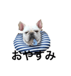 こむたん（個別スタンプ：1）