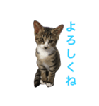 ごまちゃんスタンプ第2弾（個別スタンプ：11）