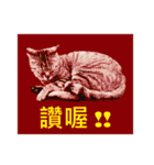 Colorful cat images(Taiwanese version)（個別スタンプ：1）