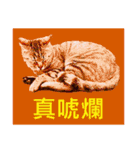 Colorful cat images(Taiwanese version)（個別スタンプ：3）
