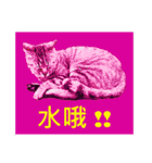 Colorful cat images(Taiwanese version)（個別スタンプ：4）