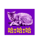 Colorful cat images(Taiwanese version)（個別スタンプ：7）