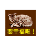 Colorful cat images(Taiwanese version)（個別スタンプ：11）