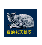 Colorful cat images(Taiwanese version)（個別スタンプ：12）