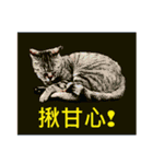 Colorful cat images(Taiwanese version)（個別スタンプ：13）