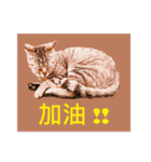 Colorful cat images(Taiwanese version)（個別スタンプ：14）