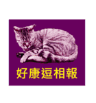 Colorful cat images(Taiwanese version)（個別スタンプ：16）