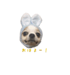 関東わんわん連合（個別スタンプ：12）