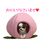関東わんわん連合（個別スタンプ：23）