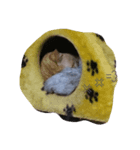 うちの珀（個別スタンプ：5）