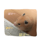 自由気ままなはむたち。（個別スタンプ：17）
