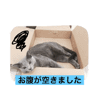 ていねいごねこ（個別スタンプ：1）