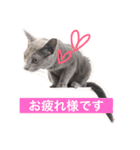 ていねいごねこ（個別スタンプ：2）