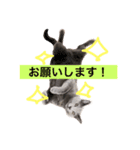 ていねいごねこ（個別スタンプ：4）