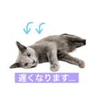 ていねいごねこ（個別スタンプ：5）