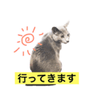 ていねいごねこ（個別スタンプ：7）