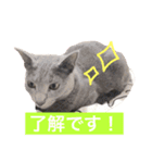 ていねいごねこ（個別スタンプ：10）