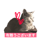 ていねいごねこ（個別スタンプ：14）