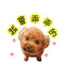 Poodle Sister yime（個別スタンプ：7）