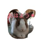 KEIくん(うさぎです）（個別スタンプ：1）