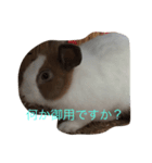 KEIくん(うさぎです）（個別スタンプ：5）