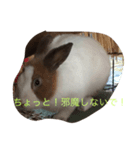 KEIくん(うさぎです）（個別スタンプ：8）