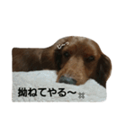 我が家の犬達と猫達（個別スタンプ：1）