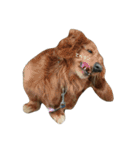 我が家の犬達と猫達（個別スタンプ：2）