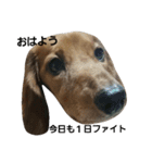 我が家の犬達と猫達（個別スタンプ：5）