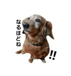 我が家の犬達と猫達（個別スタンプ：12）