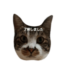我が家の犬達と猫達（個別スタンプ：17）