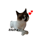 我が家の犬達と猫達（個別スタンプ：19）