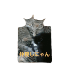 我が家の犬達と猫達（個別スタンプ：20）