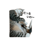 我が家の犬達と猫達（個別スタンプ：21）