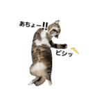 我が家の犬達と猫達（個別スタンプ：23）
