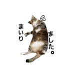 我が家の犬達と猫達（個別スタンプ：24）