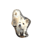 雑種犬！モカ（個別スタンプ：10）