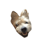 雑種犬！モカ（個別スタンプ：16）