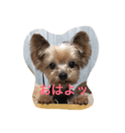 愛犬♡（個別スタンプ：1）