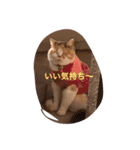 めるぴの（個別スタンプ：21）