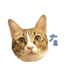 Fat YY daily - Fat Fat Fat（個別スタンプ：5）
