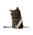 ねこトリオ（個別スタンプ：6）