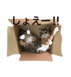 つぶとろさん（個別スタンプ：4）