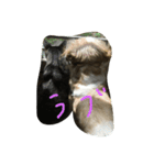 シーズー犬マロン（個別スタンプ：8）