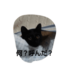 黒猫ルル（個別スタンプ：4）