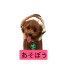 毎日わんころりん（個別スタンプ：1）
