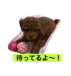 毎日わんころりん（個別スタンプ：4）